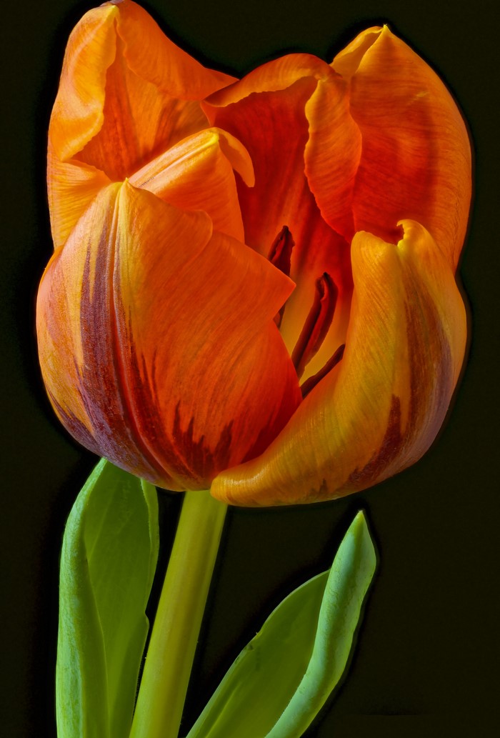 Close-up of an orange tulip with dark stripes