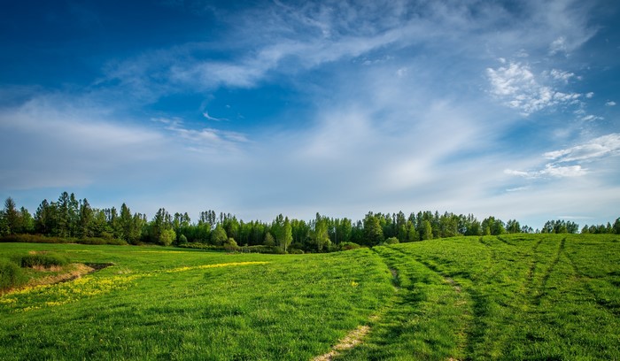 Green Grasslands and Forest under Blue Sky