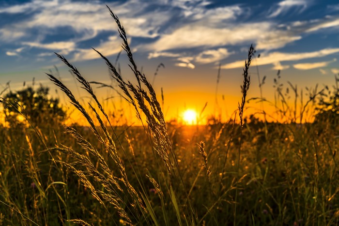 Sunset over a grassy field with clouds
