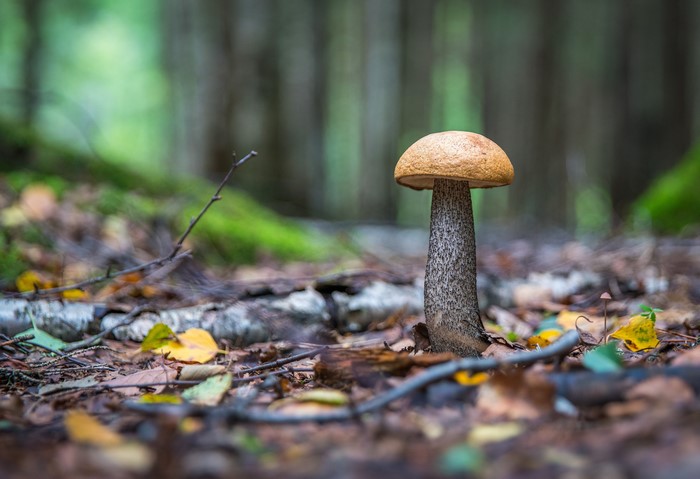 Mushroom in a forest with bokeh