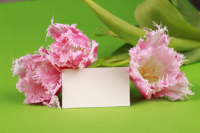 Pink fringed tulips with a blank card