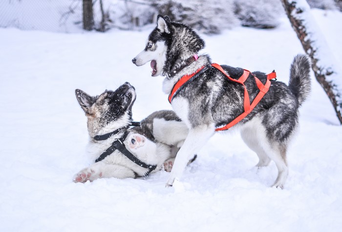 Two Huskies Playing in the Snow