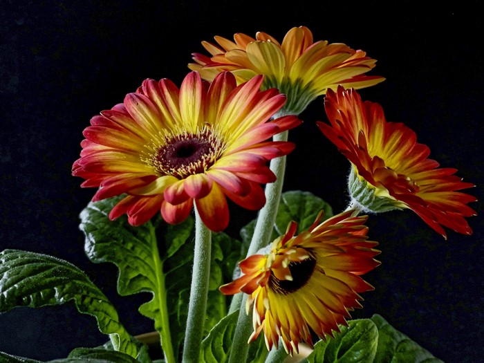Gerberas with red and yellow petals on a black background