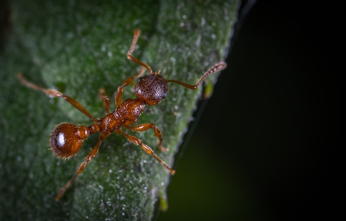 Macro shot of a red ant on a green leaf