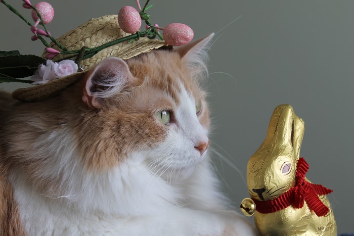 Orange and white cat wearing Easter hat with chocolate bunny