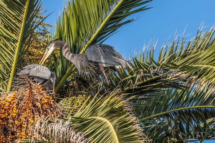 Great Blue Herons in a Palm Tree