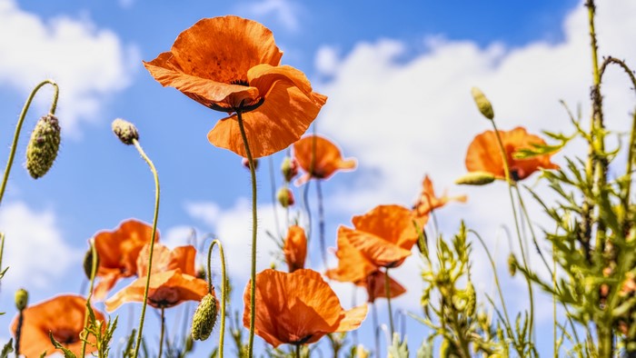 Orange Poppies Blooming Under a Blue Sky