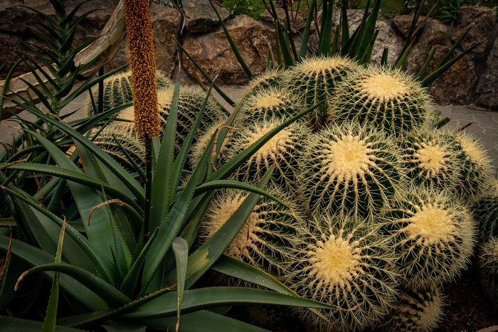 Barrel Cacti and Aloe Plants