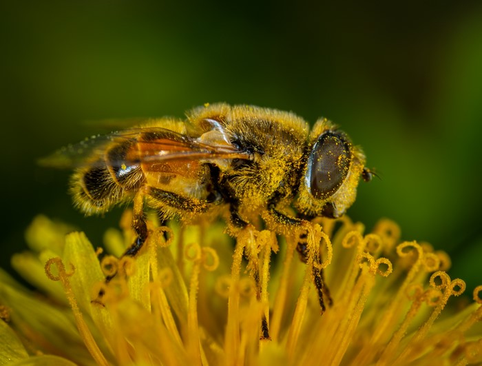 Macro shot of a bee covered in pollen on a yellow flower