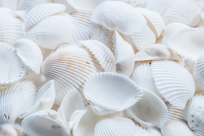 Many White Seashells Closeup
