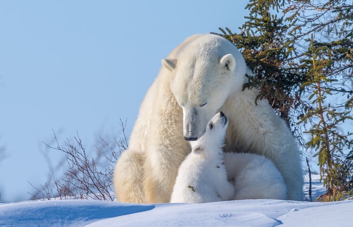 Polar bear mother and cub in snow