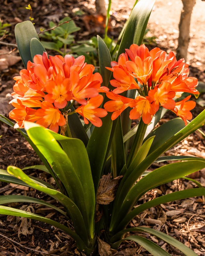 Orange Clivia flowers blooming in garden
