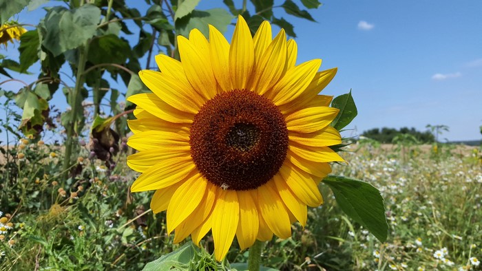 Sunflower in a field