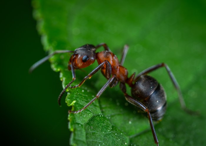 Macro shot of an ant on a green leaf