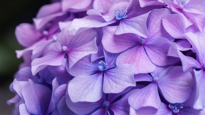 4K Hydrangea Closeup