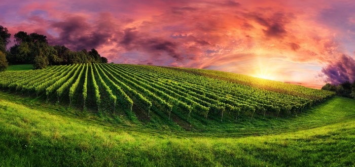 Vineyard at sunset with colorful sky