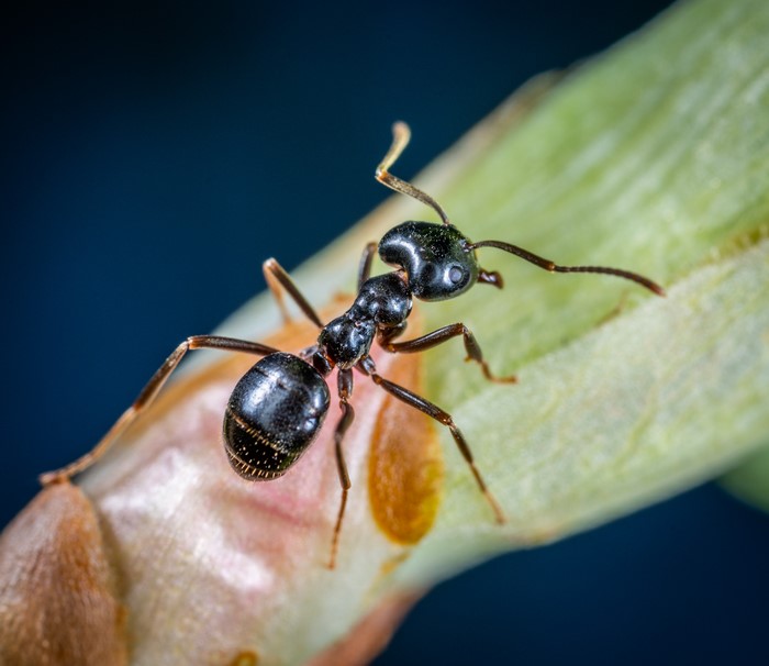 Closeup of a black ant on a plant stem