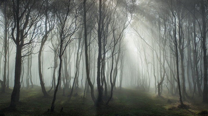 Misty forest with sunbeams filtering through trees
