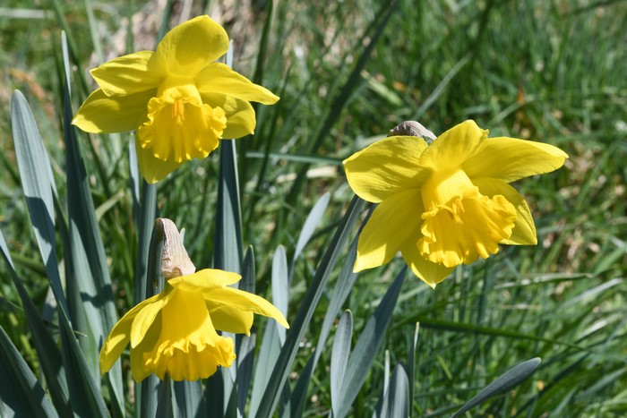 Yellow Daffodils in a Field