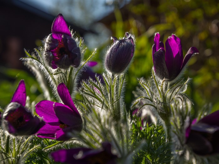 Purple Pulsatilla flowers with bokeh