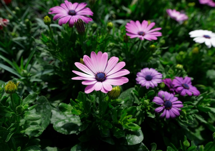 Osteospermum flowers in bloom