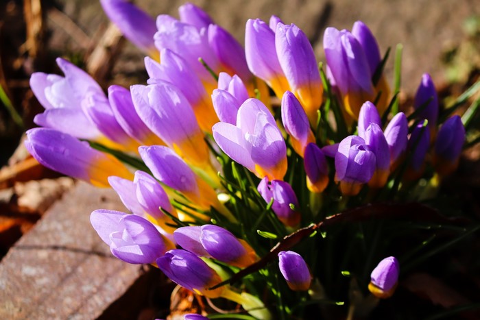 Violet Crocuses in Close-up