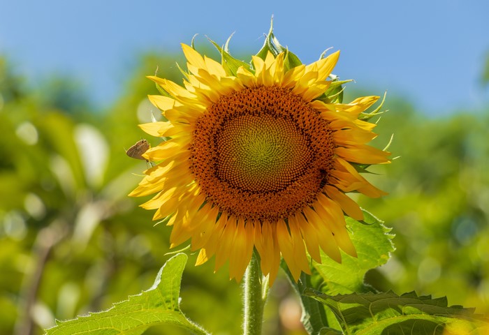 Sunflower with a butterfly and a bee
