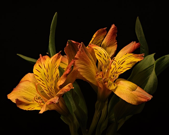 4K Alstroemeria Closeup with Orange Petals