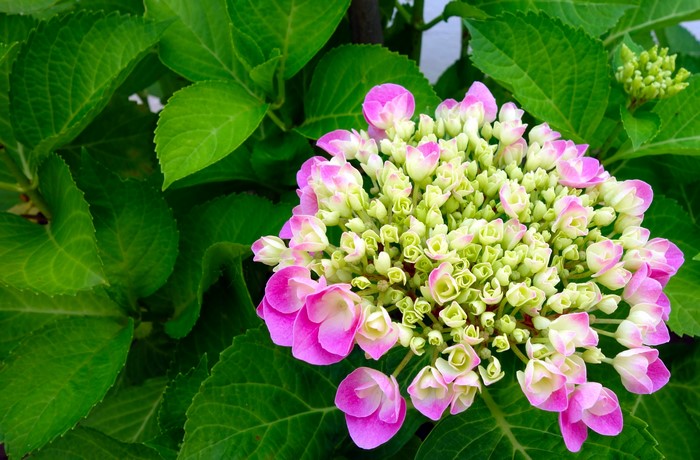 4K Hydrangea with Pink and Green Flowers and Foliage
