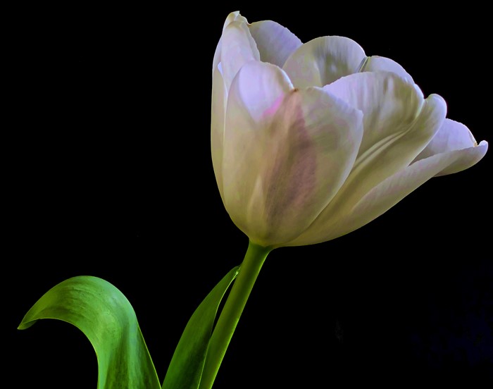 White tulip with green leaf on black background