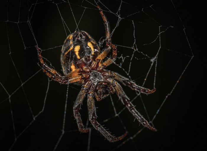 Close-up of a spider on a web