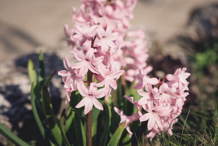 Pink Hyacinths in Bloom