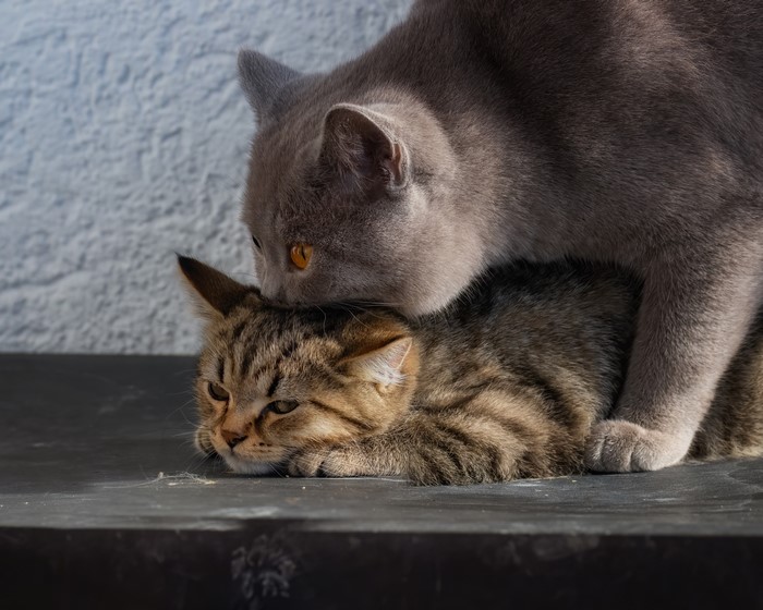 Two cats, one grey British Shorthair and one tabby kitten