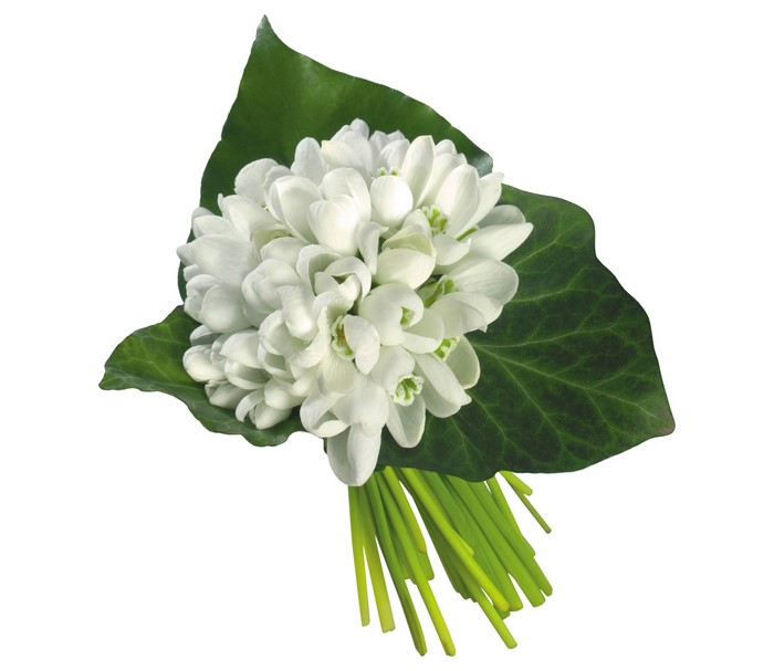 Bouquet of white snowdrops with green leaves
