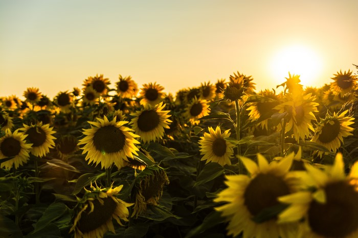 Field of Sunflowers at Sunset