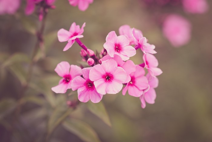 Pink Phlox flowers with bokeh background