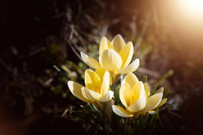 Yellow Crocuses in Sunlight