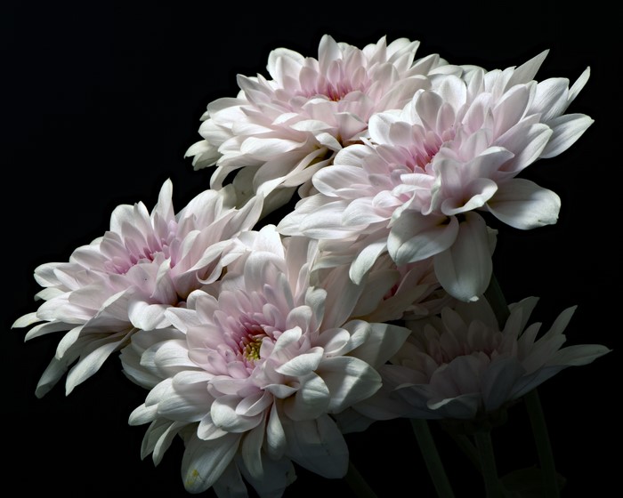 4K White Chrysanthemums on Black Background