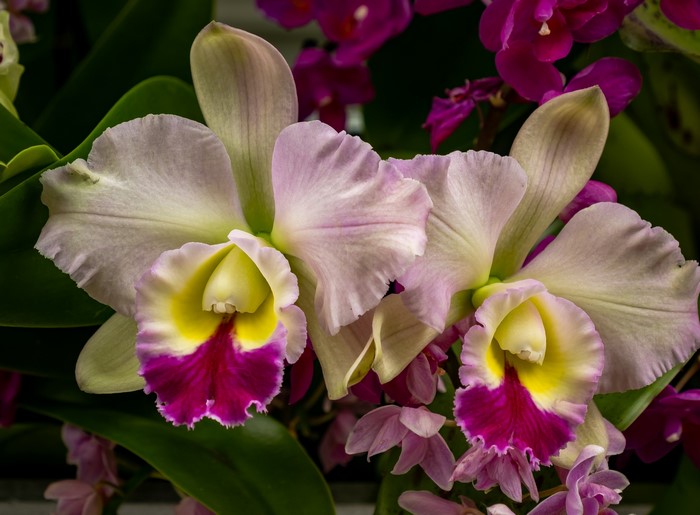 Close-up of Cattleya orchids with pink and yellow petals