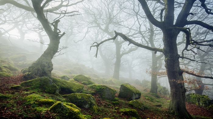 Misty forest with moss-covered rocks and gnarled trees