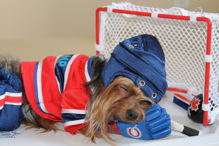 Yorkshire Terrier in Hockey Uniform Sleeping