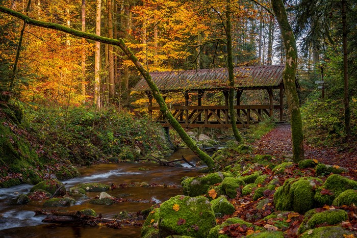Autumn forest with covered bridge over stream in Baden-Baden, Germany