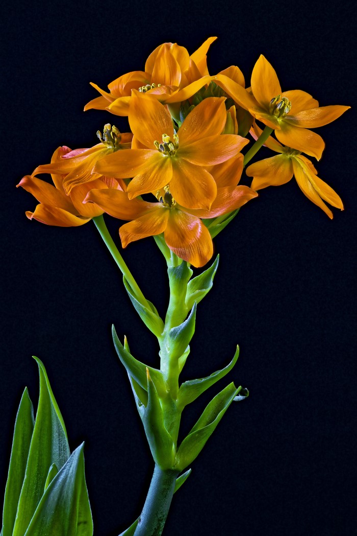 Orange Sun Star flowers on black background
