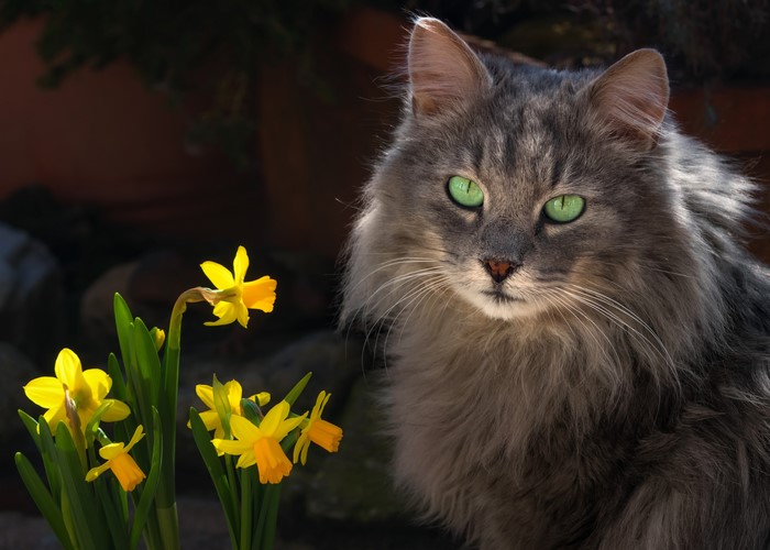 Fluffy gray cat with green eyes and daffodils