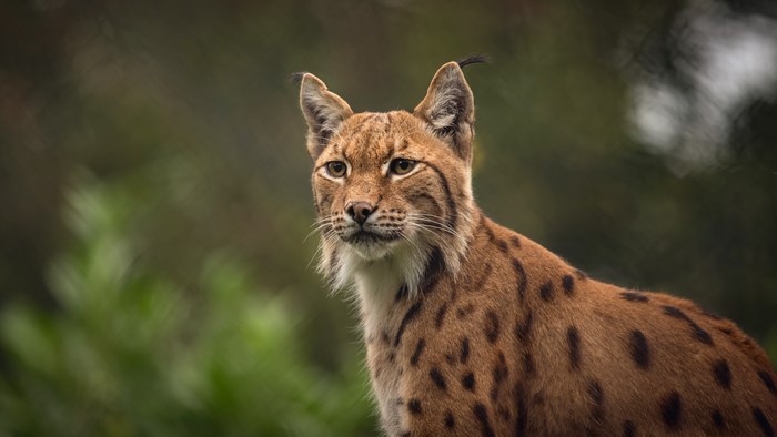 Lynx with spotted fur and tufted ears