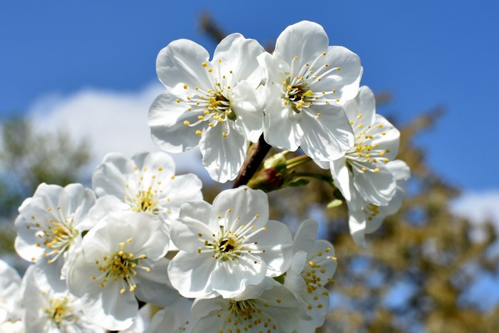 White Cherry Blossoms on a Branch