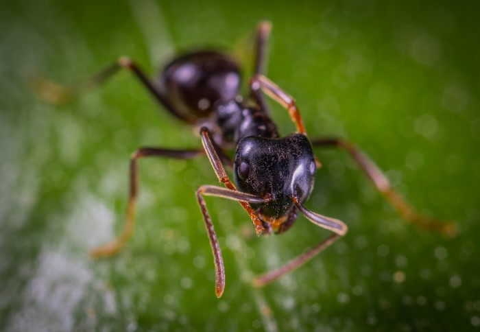 Macro shot of an ant on a green leaf