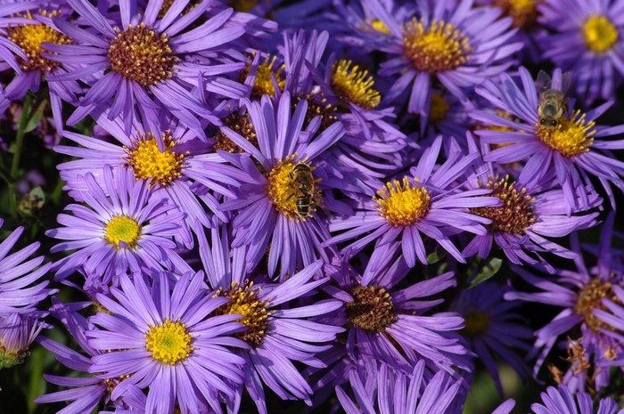 Purple Asters with Bees