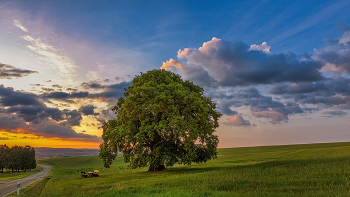 4K Sunset over Grassy Hills with Large Tree
