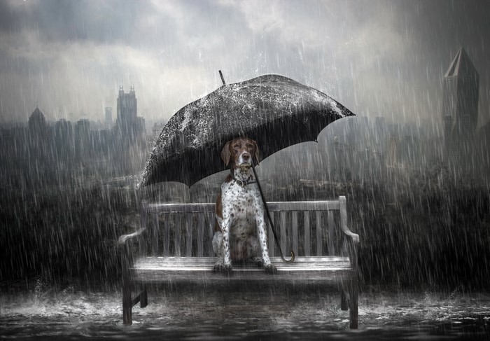 4K Dog Sitting Under Umbrella in Rain